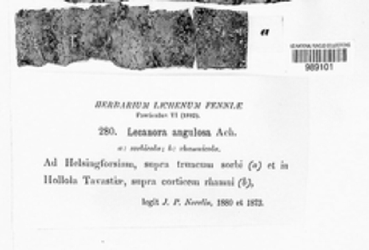 Lecanora carpinea image